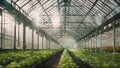 Large industrial greenhouse with fresh natural plants. Concept of growing healthy food, diet, vegetarianism and