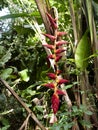 Large inflorescence of Heliconia, hanging down. Costa Rica