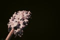 Large inflorescence of light lilac hyacinth on a dark background