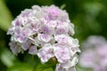 Large cluster of lilac-white flowers