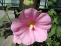 Large inflorescence of Malva