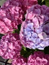 Large inflorescence of pink hydrangea