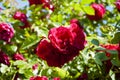 Large inflorescence of roses on a garden bush. red rose flower in sun light. summer blooming tree. rose garden outdoor