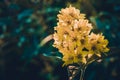 Large inflorescence of small field yellow flowers on a green Royalty Free Stock Photo