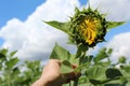Photo of a large Bud of a sunflower flower in the field against the sky.flower in hand