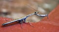 Large insect - an African mantis with large eyes looks at the camera