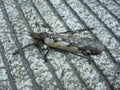 Large insect on a cement floor