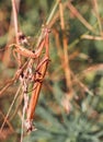 Large insect praying mantis among the grass