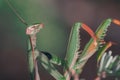 Large insect praying mantis among the grass