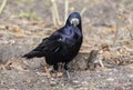 Rook, Corvus frugilegus L