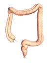 Large intestine 3D