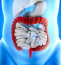 Large intestine, also known as the large bowel, is the last part of the gastrointestinal tract and of the digestive system