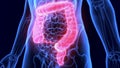 3D Illustration of Human Digestive System Anatomy Large intestine Royalty Free Stock Photo