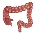 Large intestine anatomy Royalty Free Stock Photo