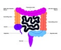 Large intestine anatomy