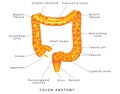 Large intestine