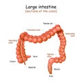 Large intestine. Colon anatomy