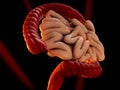 Large intestine or colon human bowel as a digestive system organ, isolated on black 3D illustration.