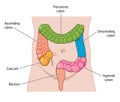 Names areas of the large intestine Royalty Free Stock Photo