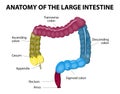 Large intestine. Human anatomy Royalty Free Stock Photo