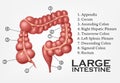 Large Intestine Human Anatomy Royalty Free Stock Photo