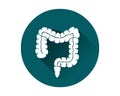 Large intestine icon vector.Human internal organ Royalty Free Stock Photo