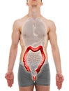 Large Intestine Male - Internal Organs Anatomy - 3D illustration Royalty Free Stock Photo