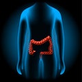 Large intestine into  x-ray blue realistic torso Royalty Free Stock Photo