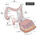 Large intestine regions and parts infographic diagram human body digestive system Royalty Free Stock Photo