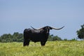 Large intimidating Longhorn bull standing in pasture