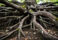 A large, intricate network of tree roots extending outward from a thick trunk. The roots are Royalty Free Stock Photo