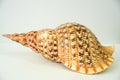 A large, intricately patterned brown and white conch shell resting on a white surface. Royalty Free Stock Photo