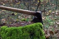 Large iron old ax stuck into an old tree stump with bright green moss Royalty Free Stock Photo