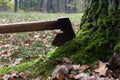 Large iron old ax stuck into a tree trunk with bright green moss Royalty Free Stock Photo