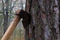 Large iron old ax stuck into a tree trunk Royalty Free Stock Photo