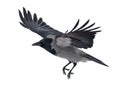 Large isolated flying grey crow Royalty Free Stock Photo