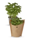 large Italian basil in pots and paper bags isolated white background Royalty Free Stock Photo