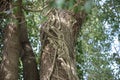 Large ivy roots growing around large old tree Royalty Free Stock Photo