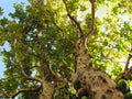 Large jabuticaba tree