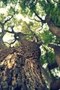 Large jacaranda tree looking up