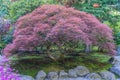 Large Japanese Maple Tree Royalty Free Stock Photo
