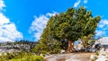 Large Jeffrey Pine at Olmsted Point on Tioga Road growing over and in large granite rocks in Yosemite National Park