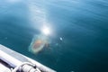Large jellyfish cyanea capillata near boat in the deep blue Barents sea, Arctic ocean Royalty Free Stock Photo