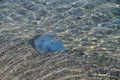 Large jellyfish floating in the water