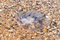 Large jellyfish lies on the shore of a beach.