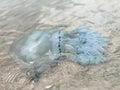 A large jellyfish swims on the seashore on a sunny clear day