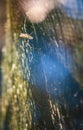 Large Joro Spider Builds Massive Web In Georgia Backyard
