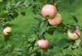 Large juicy bright apples  hanging in the garden on an Apple tree in autumn Royalty Free Stock Photo