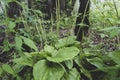 Large juicy green plantain leaves in the forest