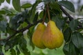 Large juicy pears grow on a branch in the summer garden